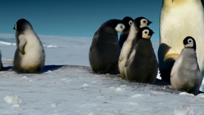 AUDI QUATTRO PINGUINE